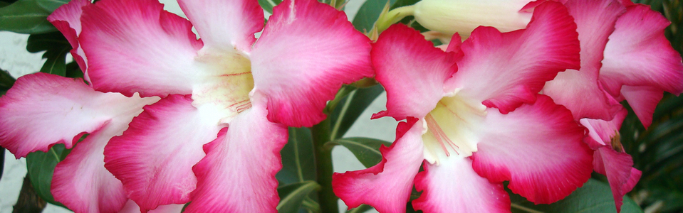 desert rose norman hoyz